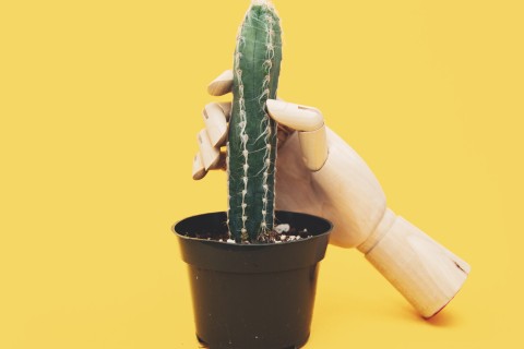 Eine Holzhand umfässt einen Kaktus 