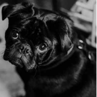 Ein Mops schaut traurig in die Kamera